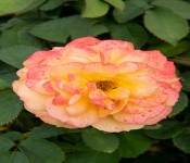 2020 09 01 LyndaleParkRoseGarden 030